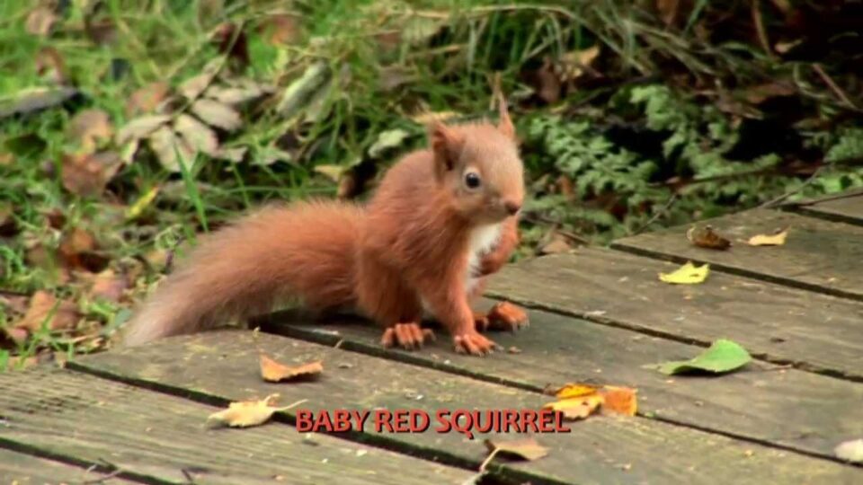 Video thumbnail: Scottish Red Squirrels