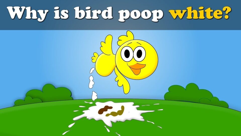 Video thumbnail: Why is Bird Poop White?