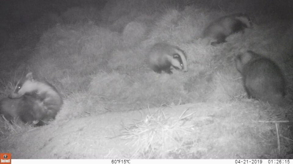 Video thumbnail: Badger - Mum with 3 Cubs