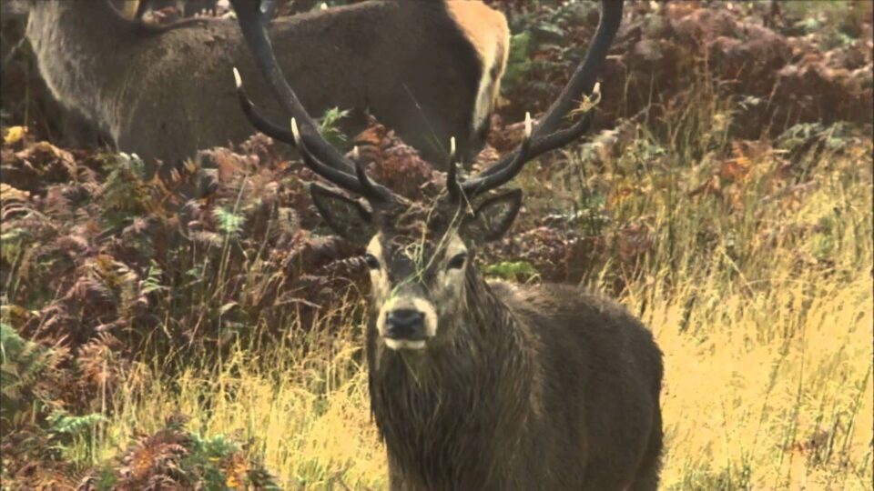 Video thumbnail: Scotland's Big 5 - Red Deer