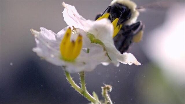 Video thumbnail: Slo-Mo Footage of a Bumble Bee Dislodging Pollen