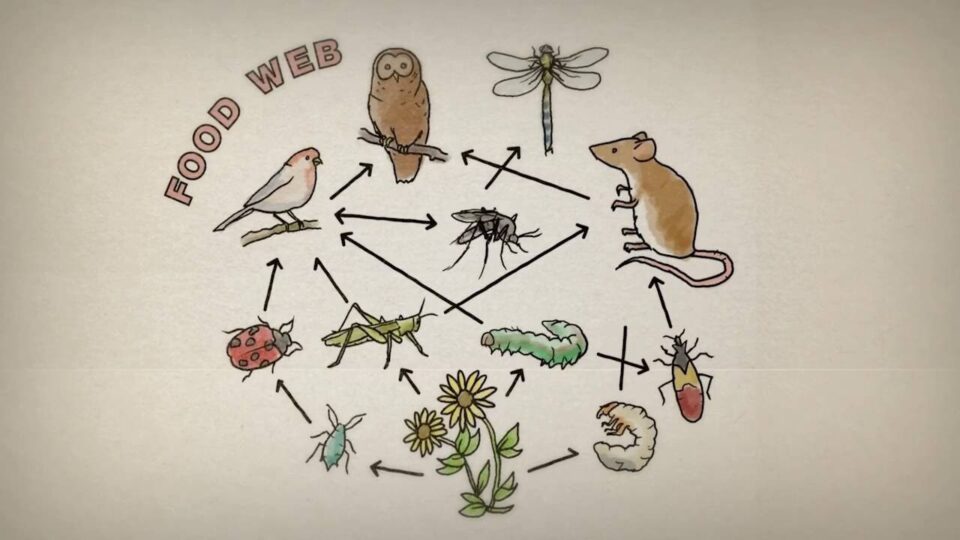 Video thumbnail: Why Are Insects Important?
