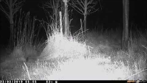 Video thumbnail: Wildcat (February 2019)