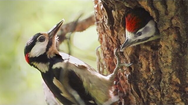Video thumbnail: Great Spotted Woodpeckers Nest