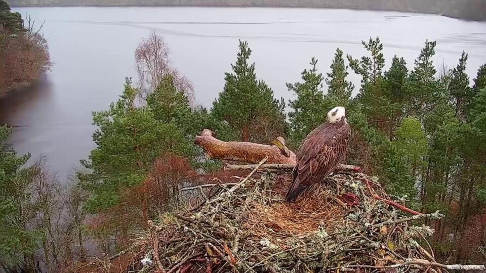 Video thumbnail: Live Osprey Nest Camera at Loch of the Lowes Wildlife Reserve