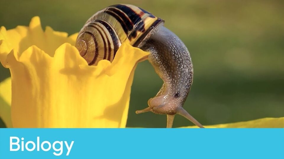Video thumbnail: What Is A Minibeast? (Primary Biology)