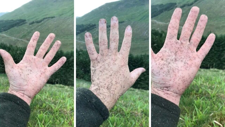 Video thumbnail: Giant Swarm of Midges