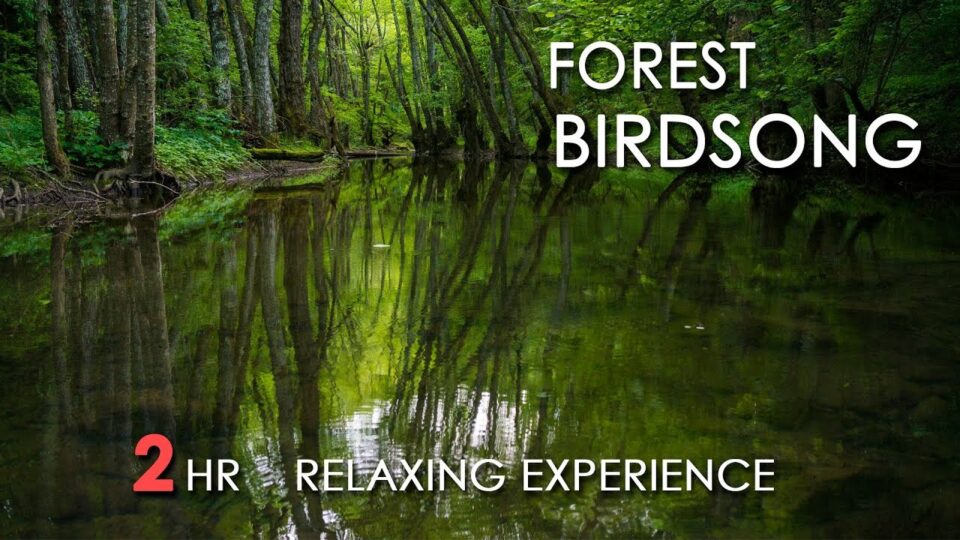 Video thumbnail: Forest Birdsong - Relaxing Nature Sounds