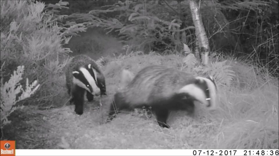 Video thumbnail: Bailies of Bennachie Wildlife Survey