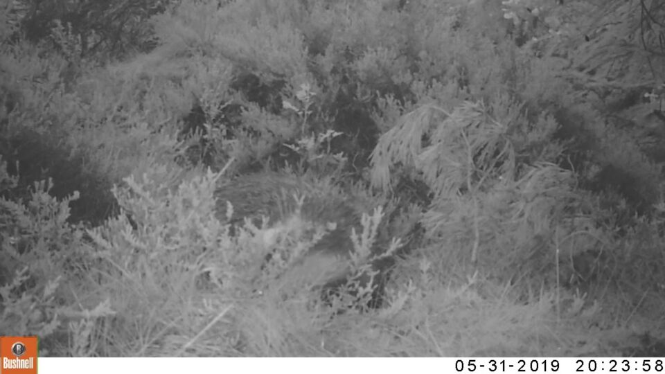 Video thumbnail: Badger
