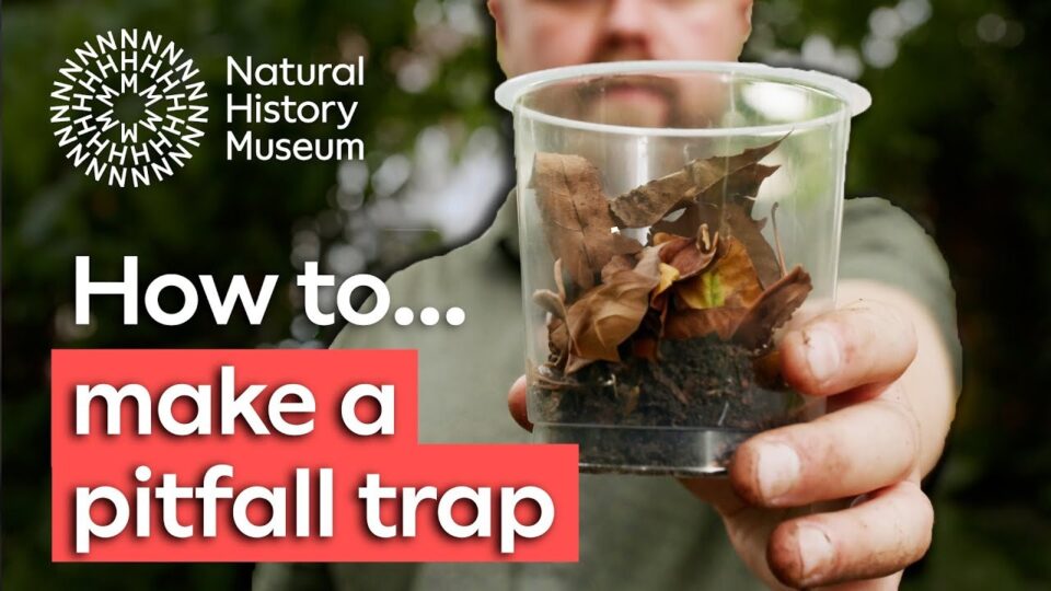 Video thumbnail: Make a Pitfall Trap (Natural History Museum)
