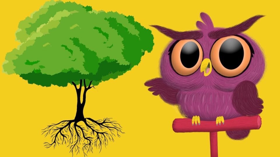 Video thumbnail: How Do Trees Grow?