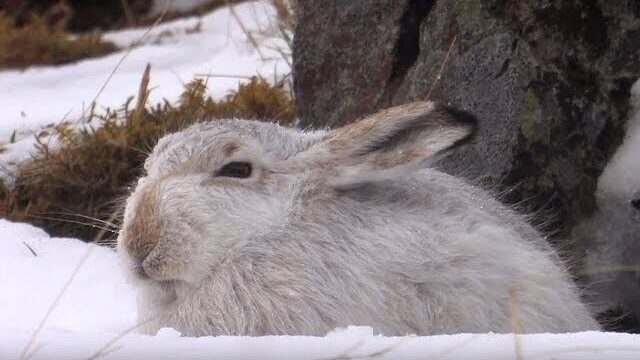 Video thumbnail: The Mountain Hare