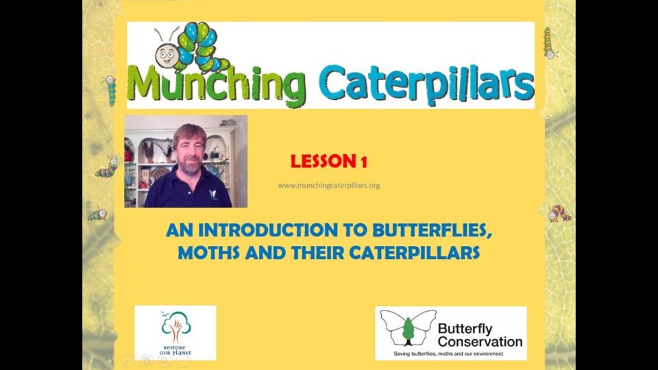 Video thumbnail: Butterflies, Moths and their Caterpillars