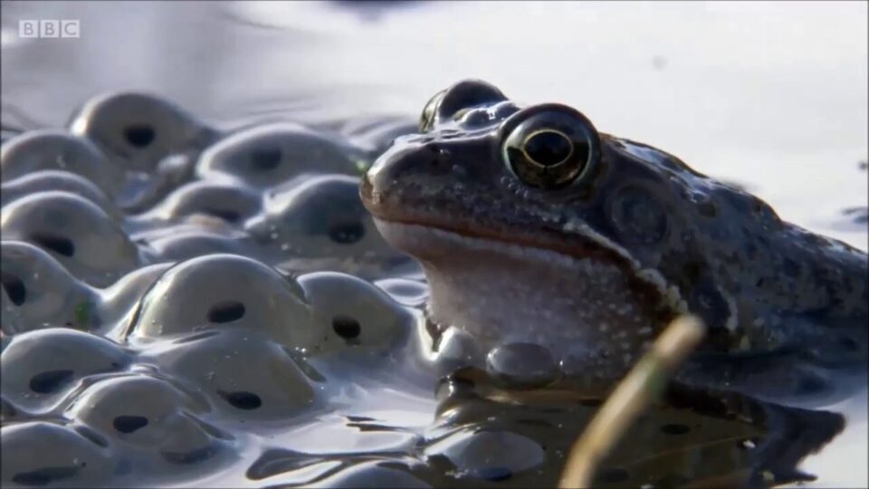 Video thumbnail: Common Frogs on Springwatch