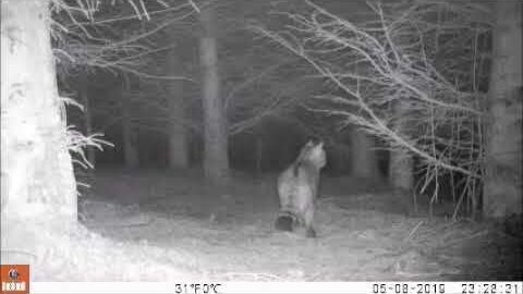 Video thumbnail: Wildcat May 2019a