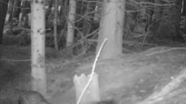 Video thumbnail: Badgers Playing Video
