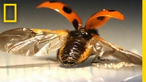 Video thumbnail: How Ladybugs Fold Their Wings
