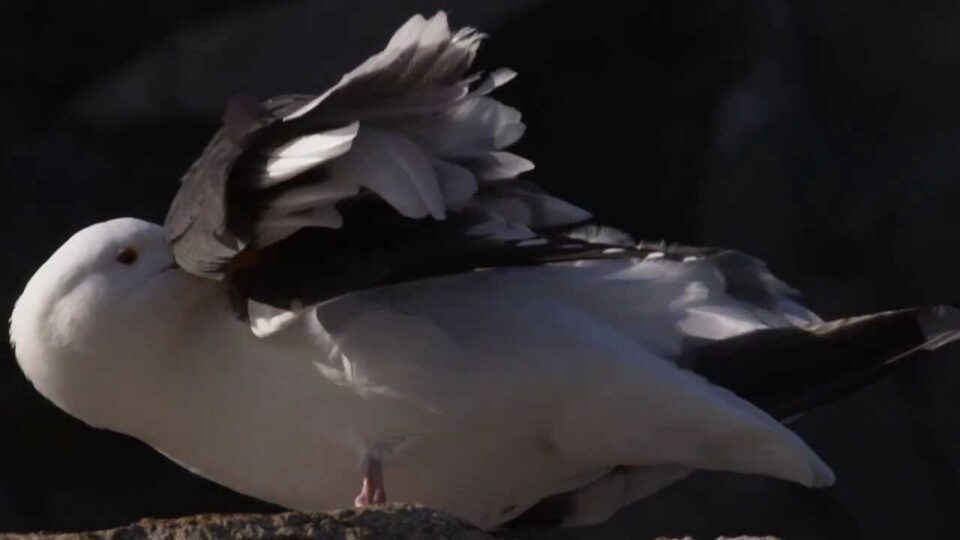 Video thumbnail: Flight: The Genius of Birds - Feathers
