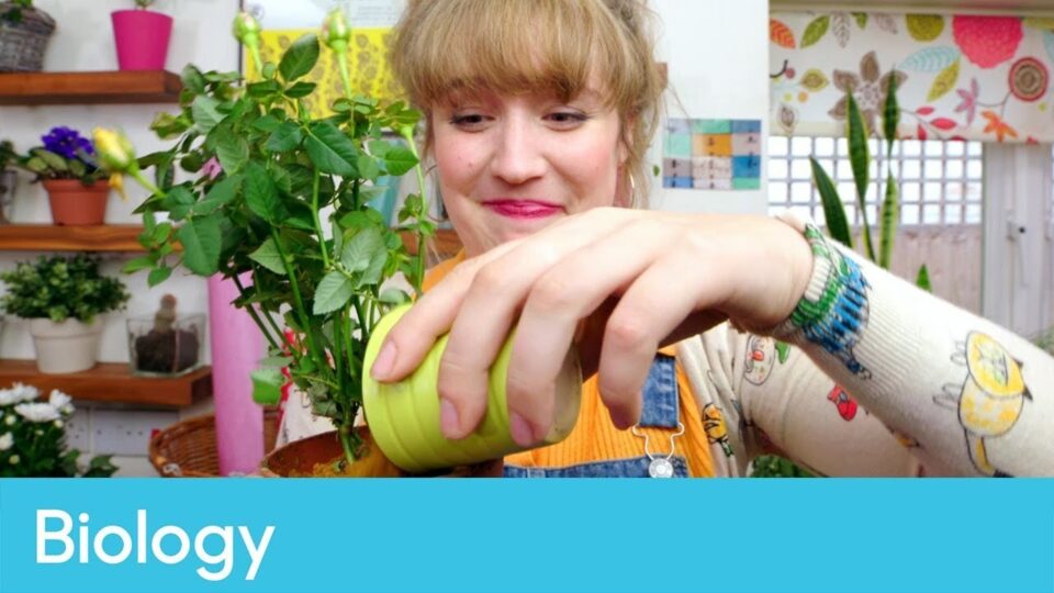 Video thumbnail: What Do Plants Need To Survive?