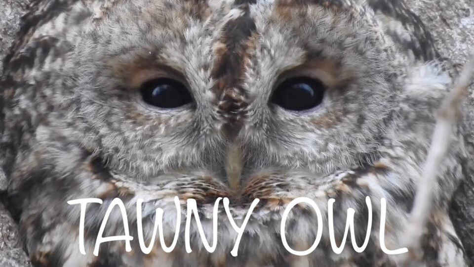 Video thumbnail: Tawny Owl Call - Three Different Calls