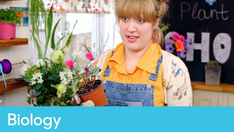 Video thumbnail: What Are The Parts Of A Plant?