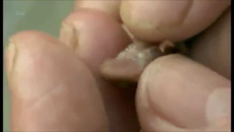 Video thumbnail: Palmate Newts on Wild Britain with Ray Mears