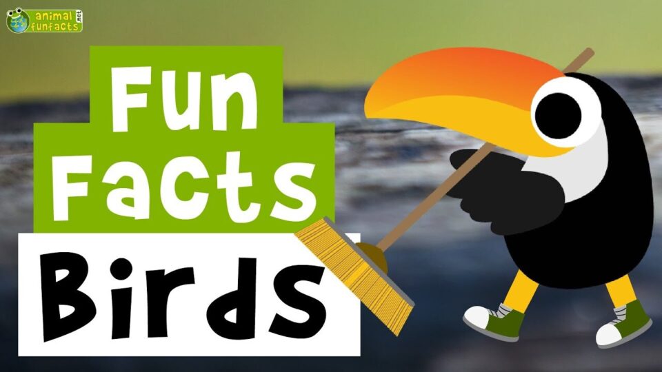 Video thumbnail: Birds - Cartoon Fun Facts