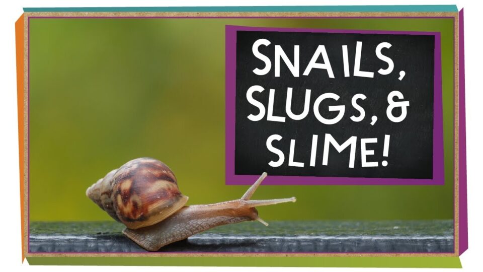 Video thumbnail: Snails, Slugs and Slime