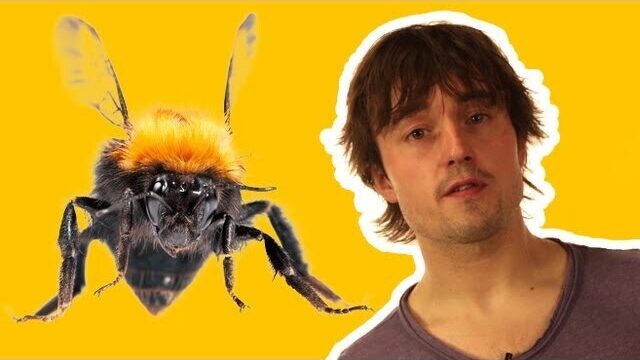Video thumbnail: How Do Insects Fly?