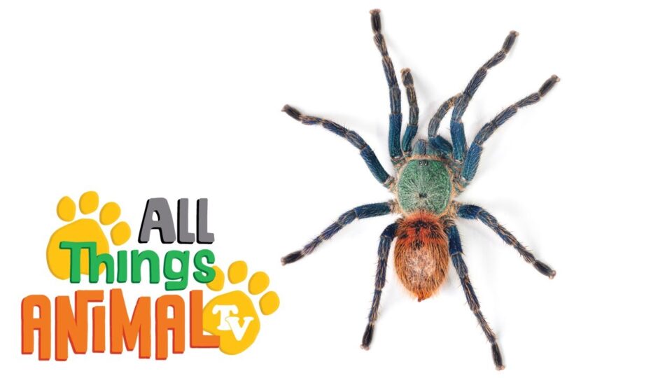 Video thumbnail: Spiders - Animals For Kids