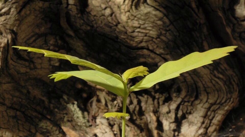 Video thumbnail: Acorn Seedling Time Lapse Over 8 Months