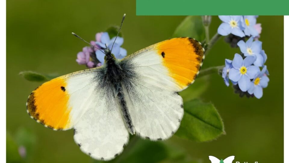 Video thumbnail: All About Butterflies