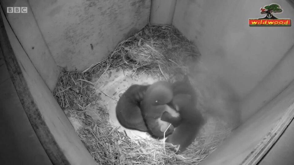 Video thumbnail: Pine Marten Birth & Babies