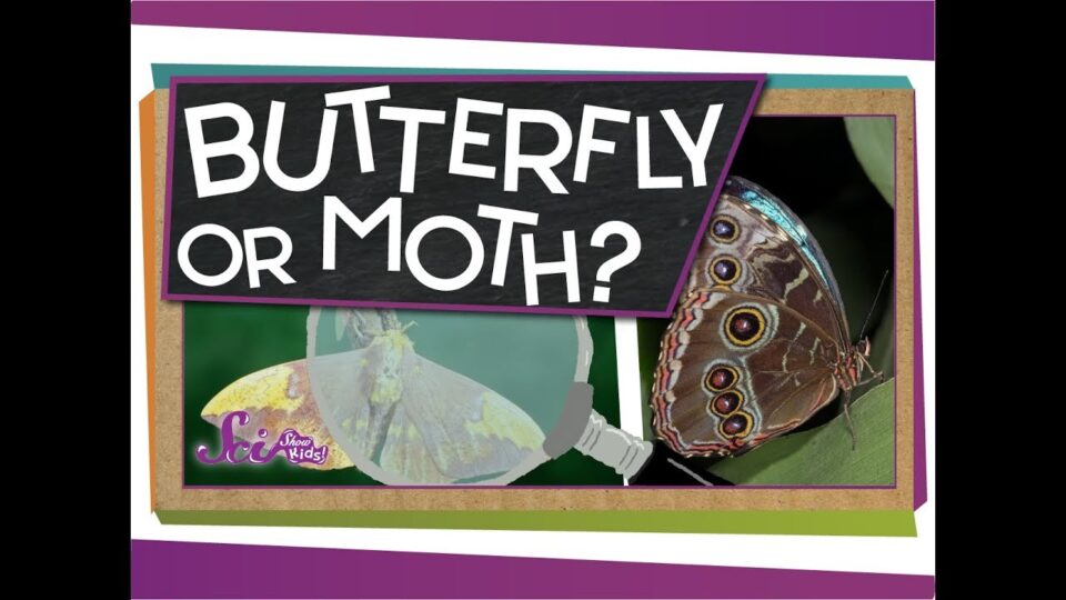 Video thumbnail: Butterfly or Moth?