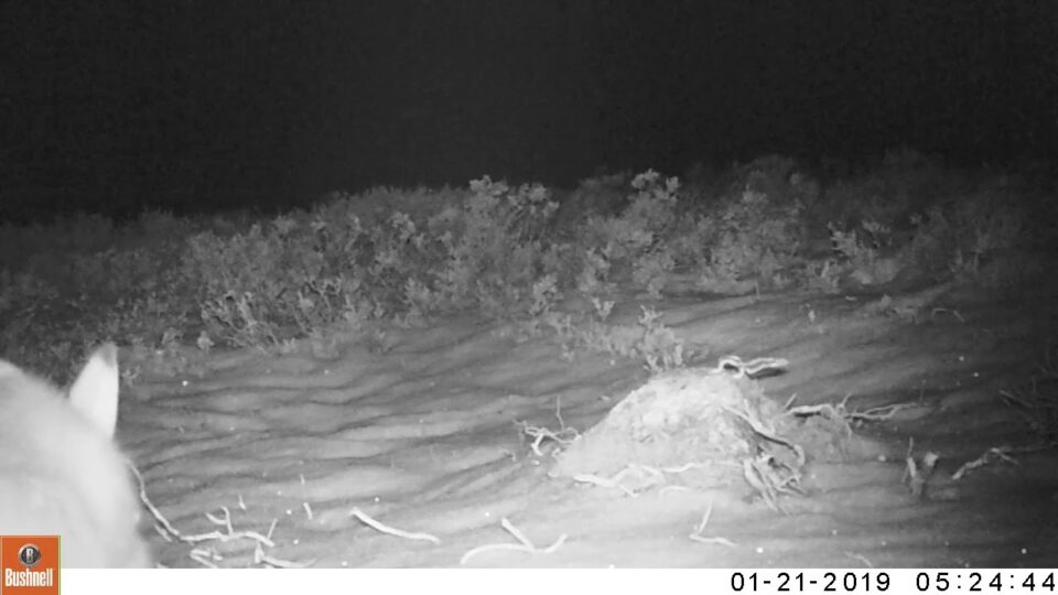 Video thumbnail: Adult White Hare In Snow