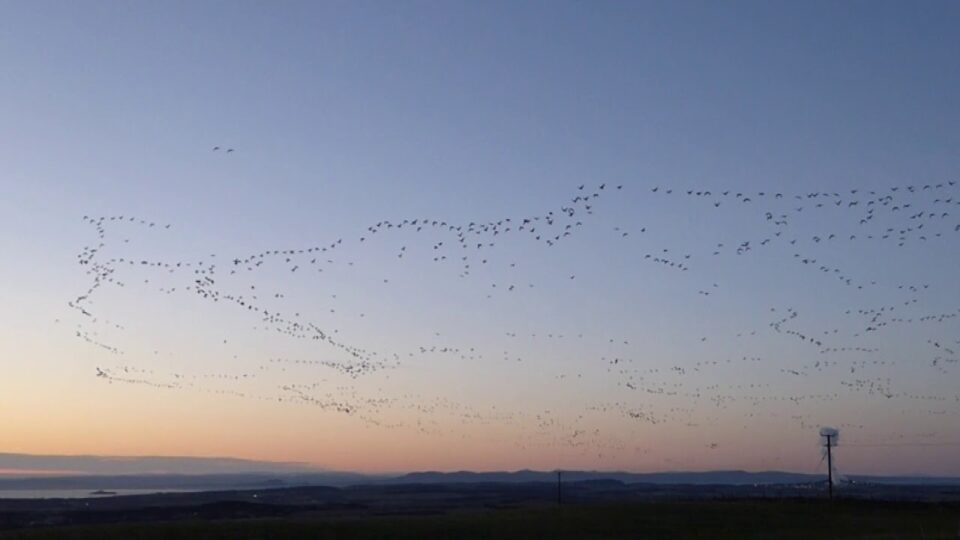 Video thumbnail: Thousands Of Pink Footed Geese Over Fife