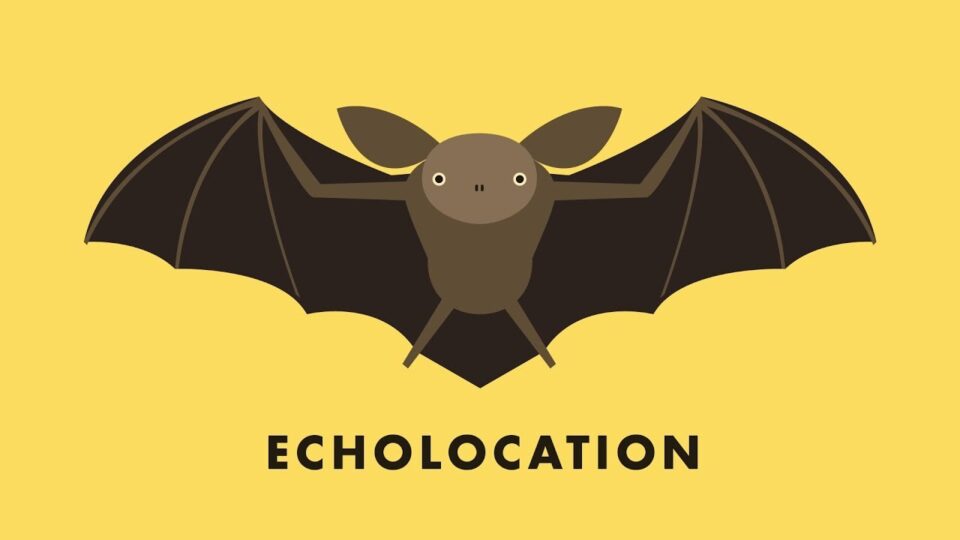 Video thumbnail: Bats - Echolocation