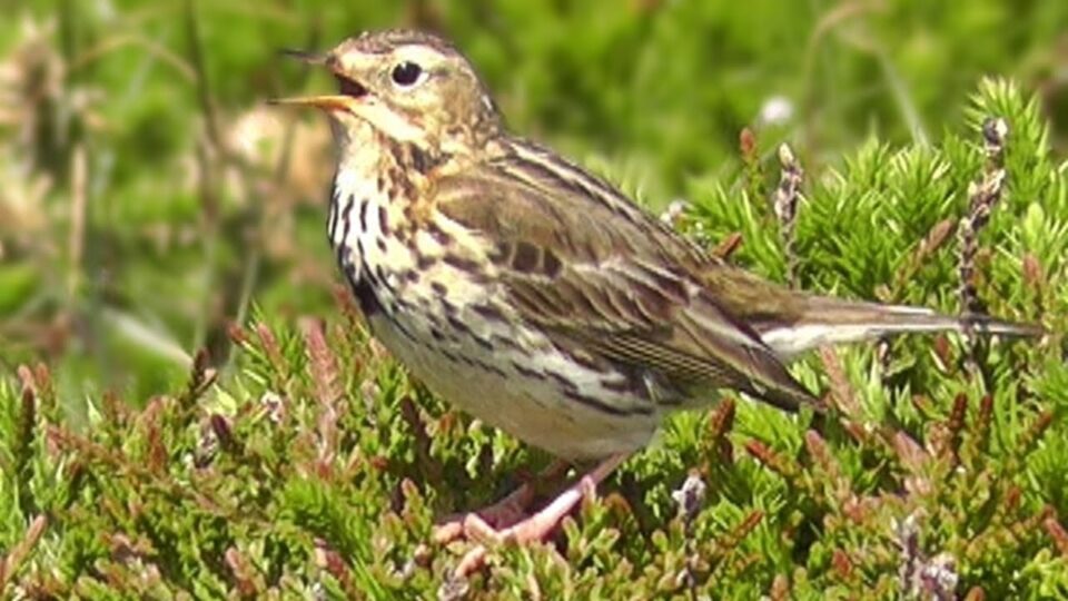 Video thumbnail: Meadow Pipit Bird Song