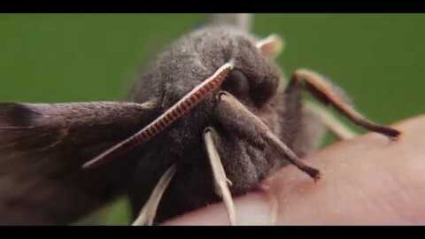 Video thumbnail: Moths Matter