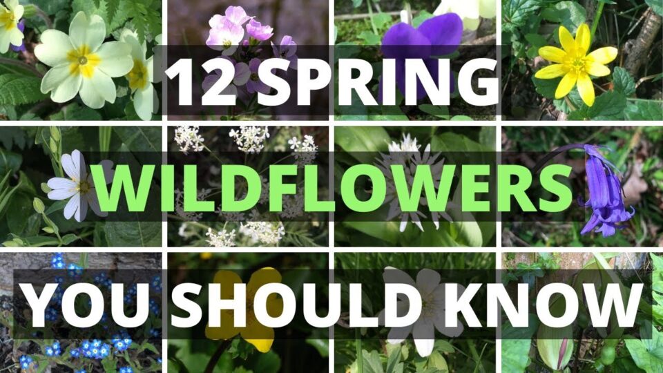 Video thumbnail: 12 Spring Wildflowers You Should Know