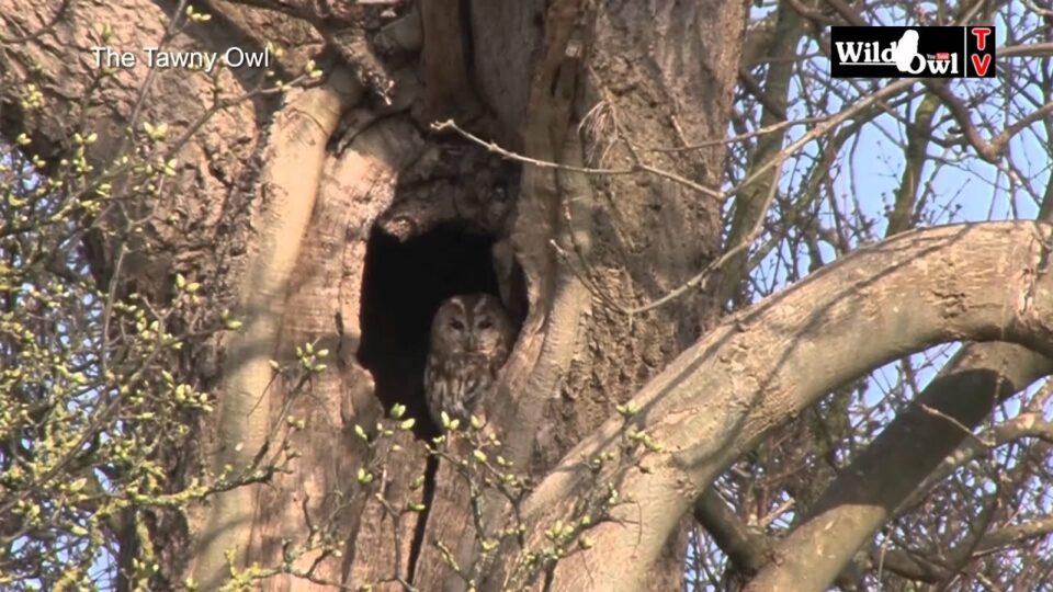 Video thumbnail: An Introduction to the Tawny Owl