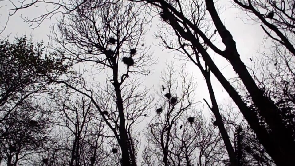 Video thumbnail: Rooks Nesting