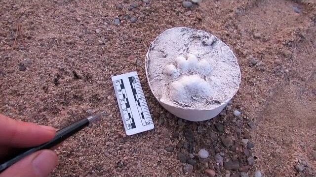 Video thumbnail: Identifying Badger Tracks