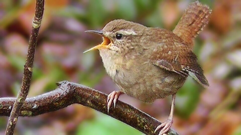 Video thumbnail: Wren Bird Singing