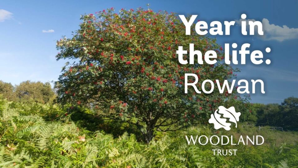 Video thumbnail: A Year in the Life of a Rowan Tree