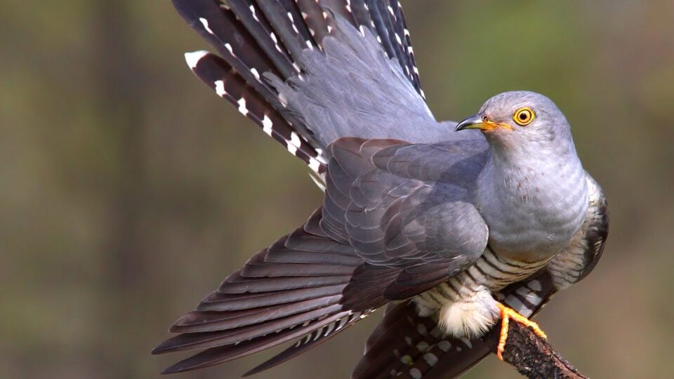 Video thumbnail: Cuckoo Birdsong