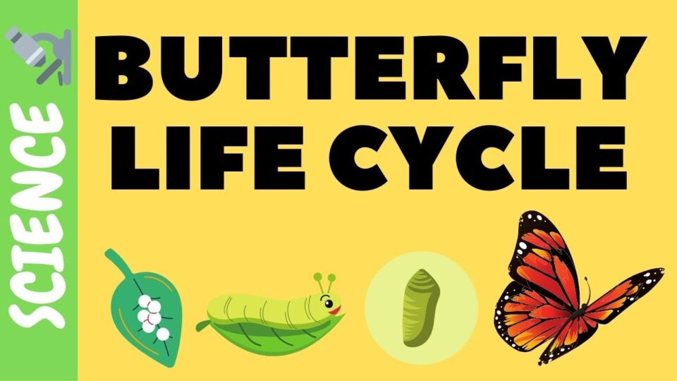Video thumbnail: Butterfly Life Cycle FOR KIDS