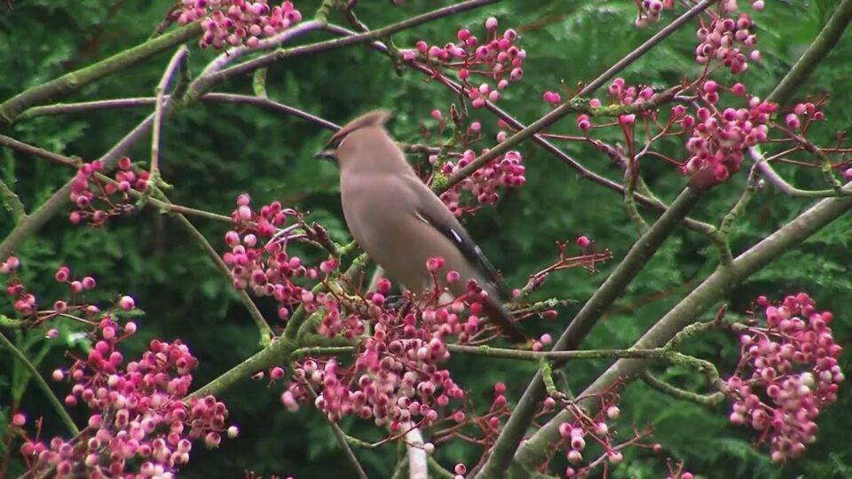 Video thumbnail: British Garden Birds - Waxwings