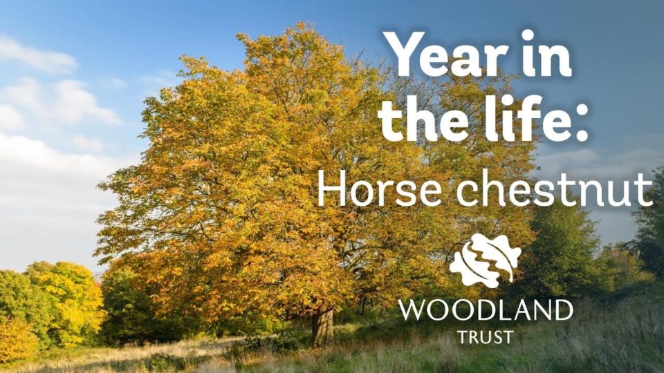 Video thumbnail: A Year In The Life Of A Horse Chestnut Tree